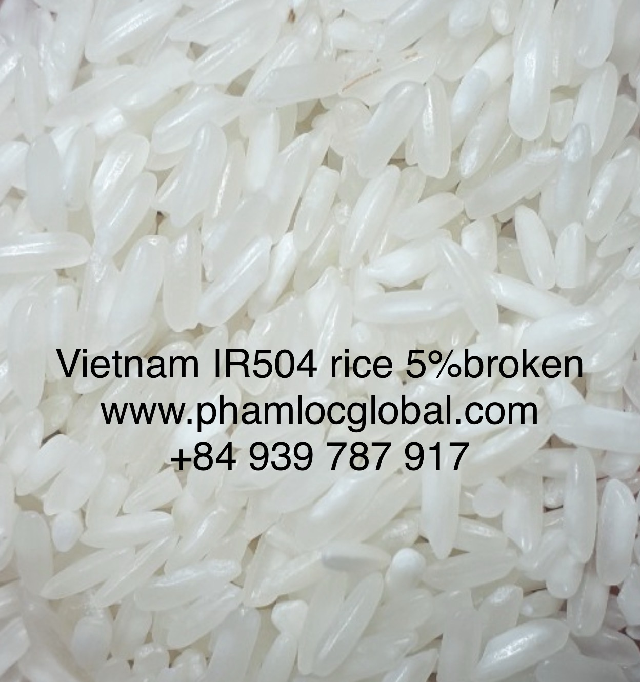 IR504
