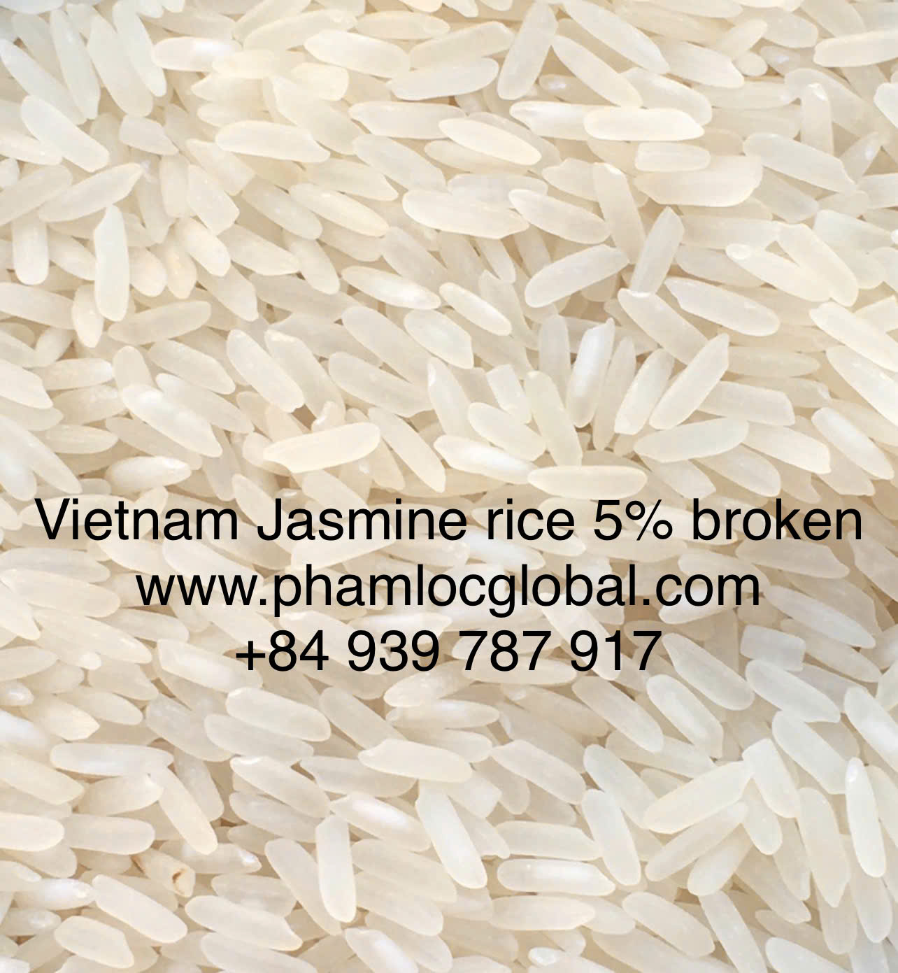 Jasmine