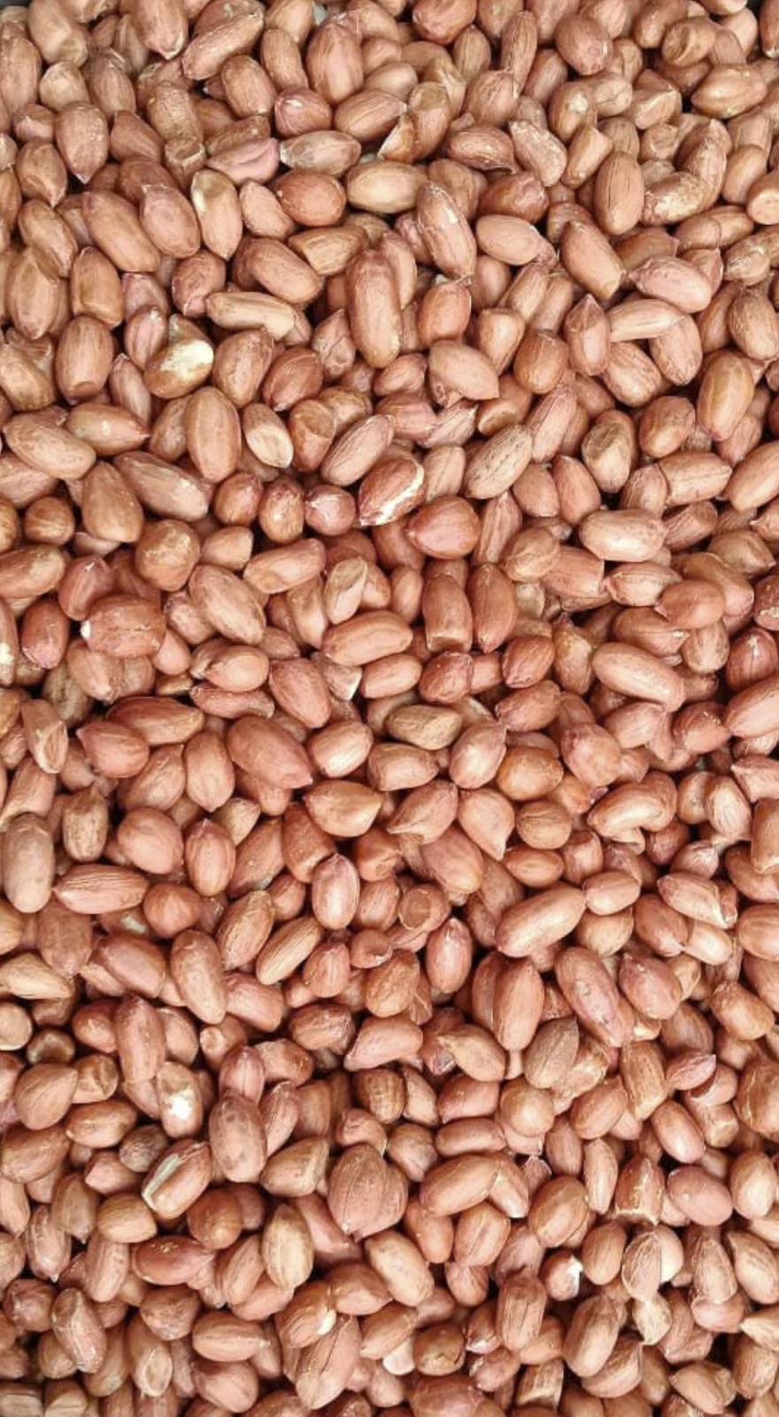 PEANUT KERNEL BOLD