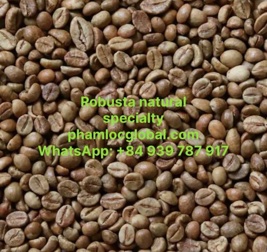 ROBUSTA COFFEE NATURAL SPECIALTY SCREEN 13,16,18
